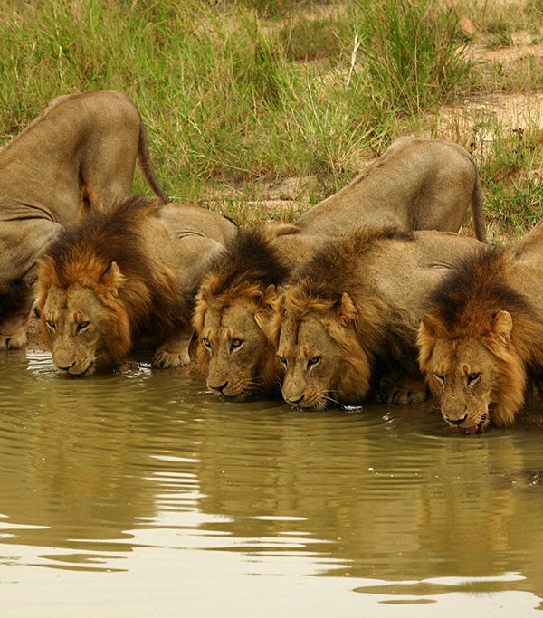Lion Coalitions: When Male Lions Team Up