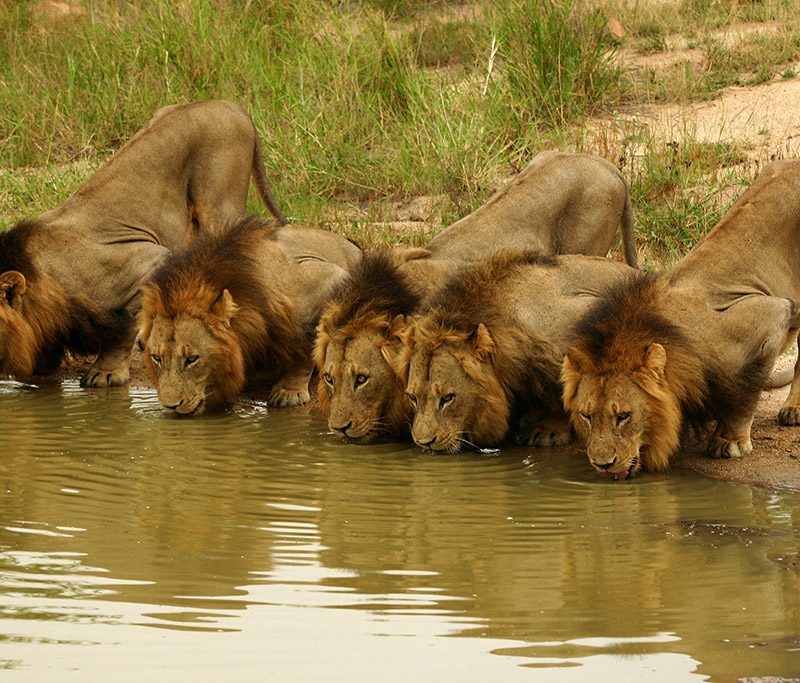 Lion Coalitions: When Male Lions Team Up