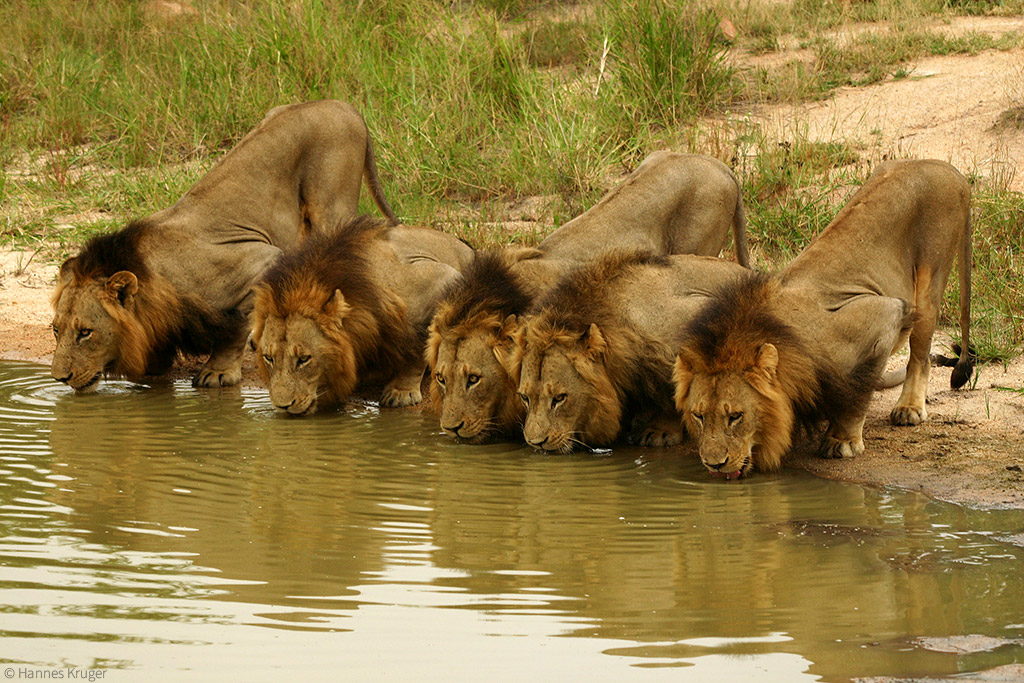 Lion Coalitions: When Male Lions Team Up