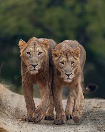 Lion Coalitions: When Male Lions Team Up