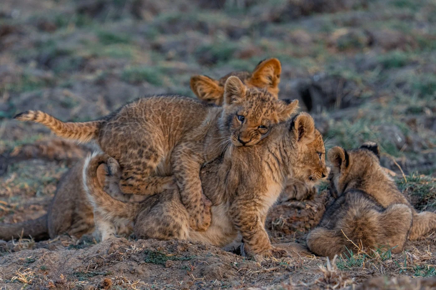 Lion Cub Survival Rates in the Wild