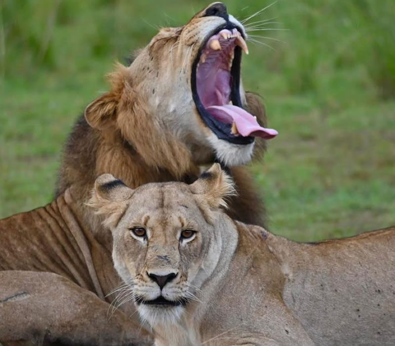 Lion Population Recovery in Akagera National Park Lion Population Recovery in Akagera National Park