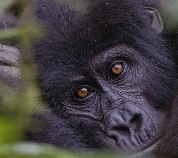 Lion Safari vs Gorilla Trekking: Which Should You Choose First?