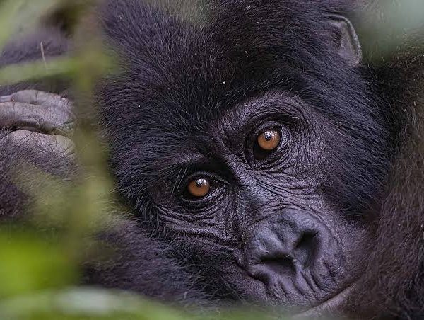 Lion Safari vs Gorilla Trekking: Which Should You Choose First?