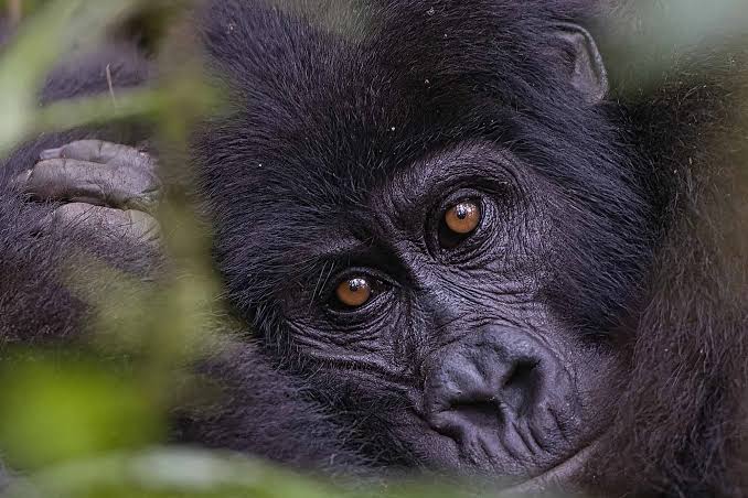Lion Safari vs Gorilla Trekking: Which Should You Choose First?
