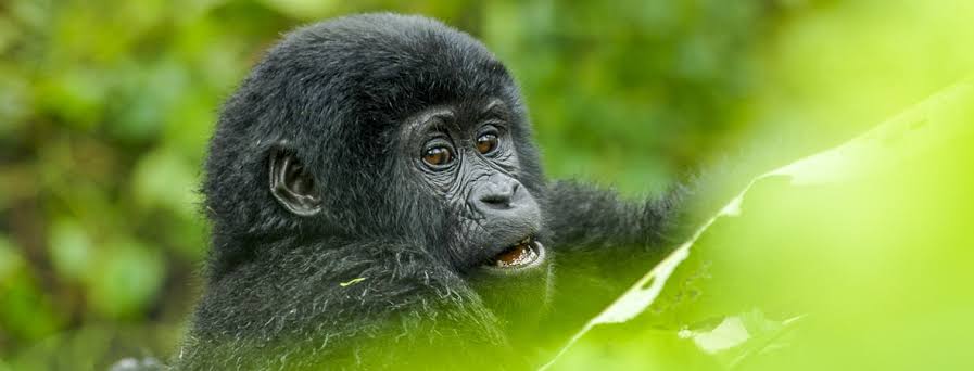 Lion safari versus gorilla trekking, comparing wildlife encounters and forest adventures across East Africa.