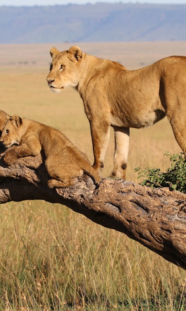 Masai Mara's Famous Big Cat Prides: Stories From the Plains