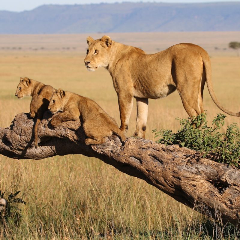 Lion Safaris in the Masai Mara A Complete Guide Masai Mara's Famous Big Cat Prides: Stories From the Plains