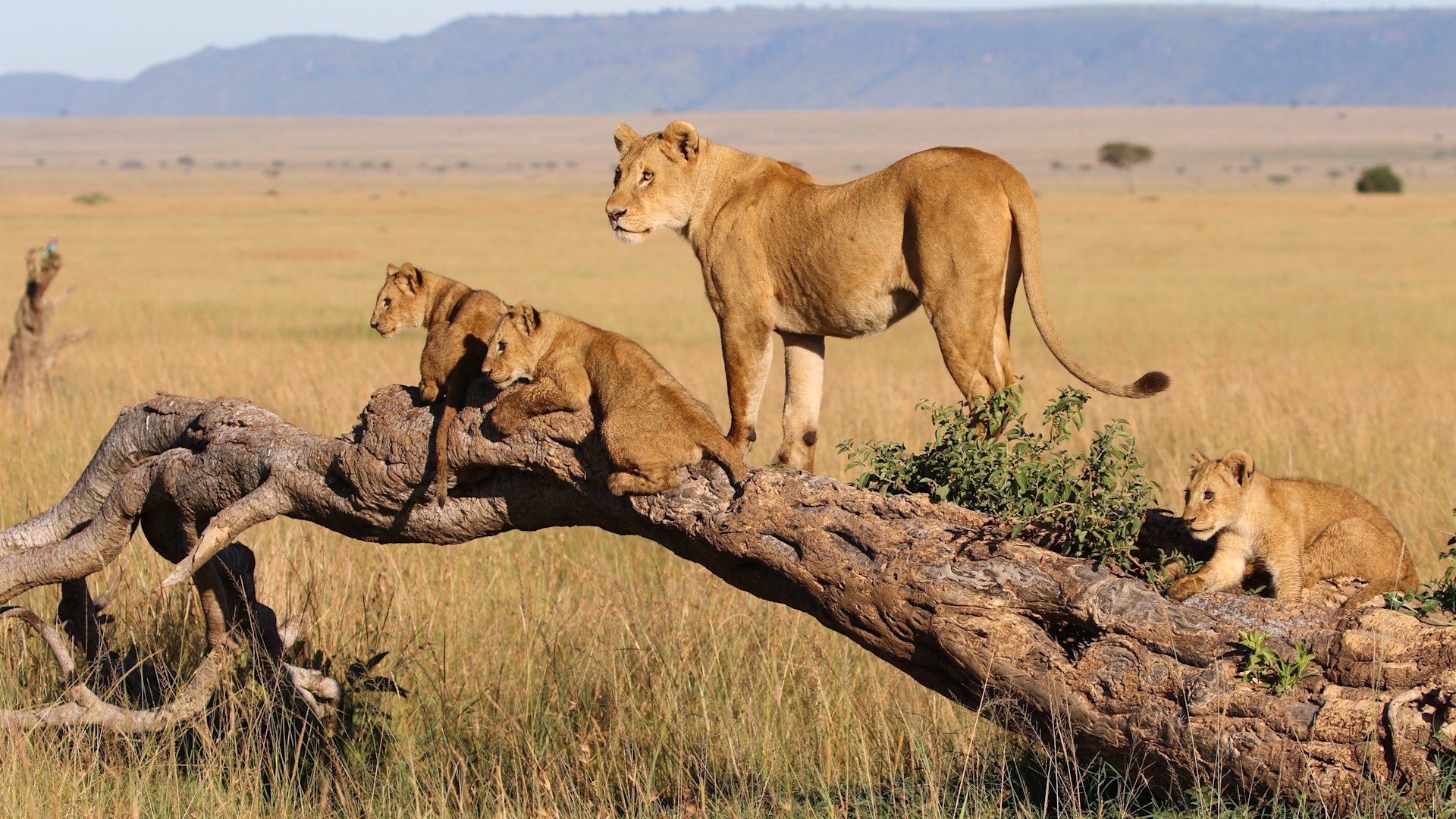 Lion Safaris in the Masai Mara: A Complete Guide