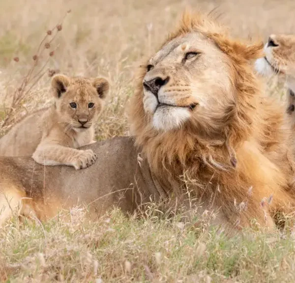 Namibia's Desert Adapted Elephants and Lions