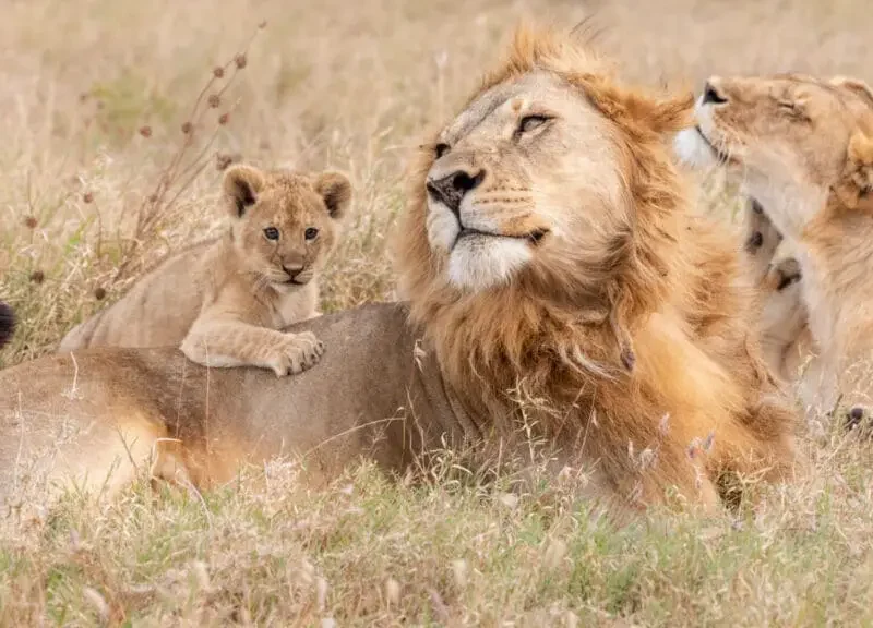 Namibia's Desert-Adapted Elephants and Lions Namibia's Desert-Adapted Elephants and Lions
