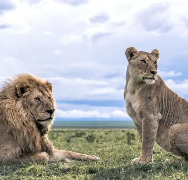 Lion Sightings: Dry Season vs Wet Season