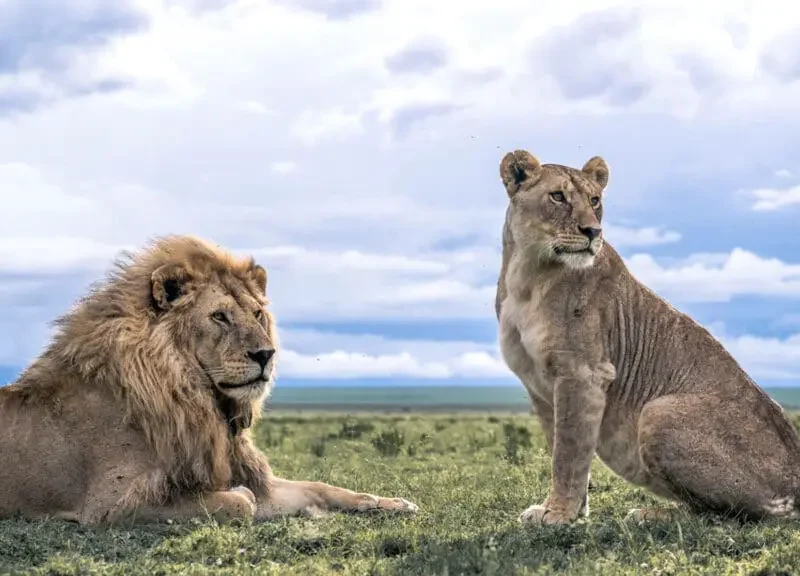 Lion Sightings: Dry Season vs Wet Season