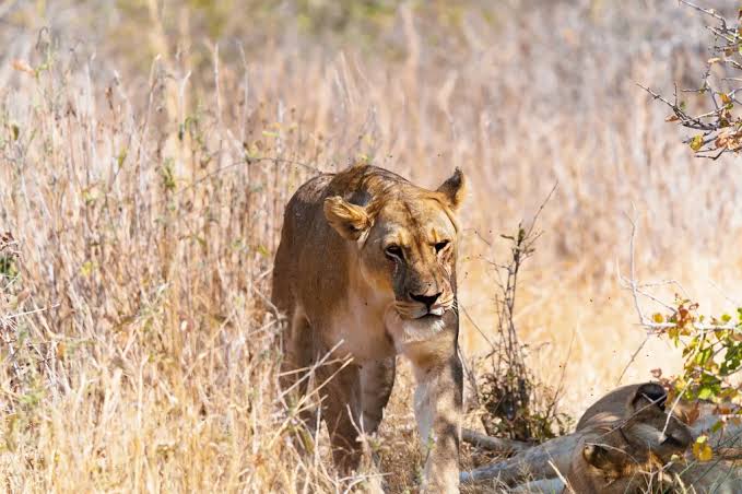 Lion sightings during dry and wet seasons across African savanna wildlife habitats.