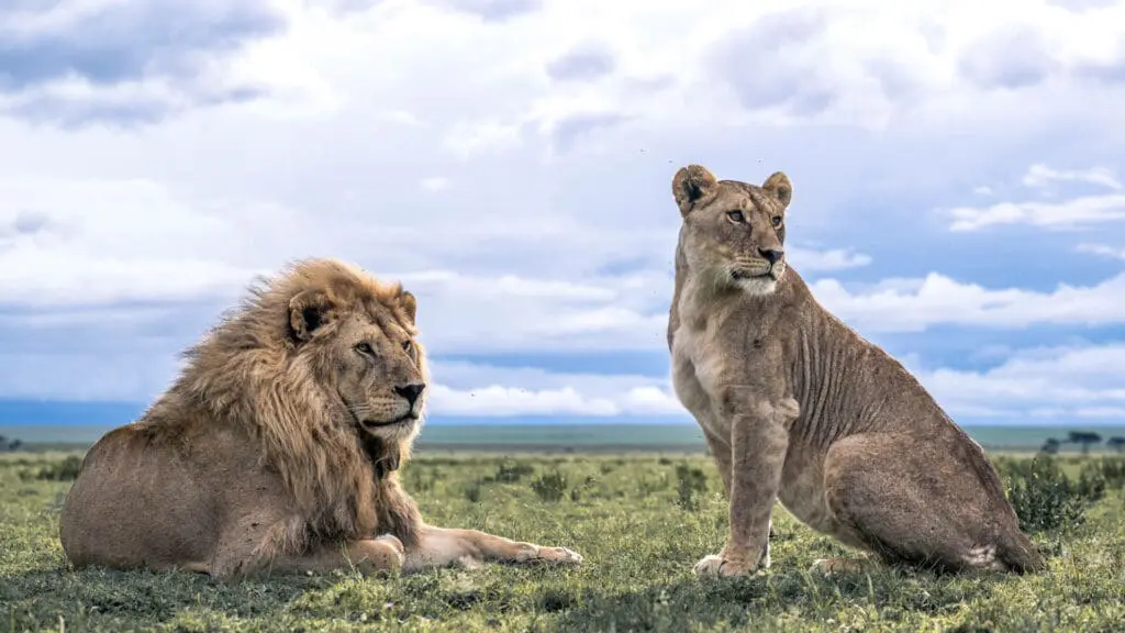 Lion Sightings: Dry Season vs Wet Season