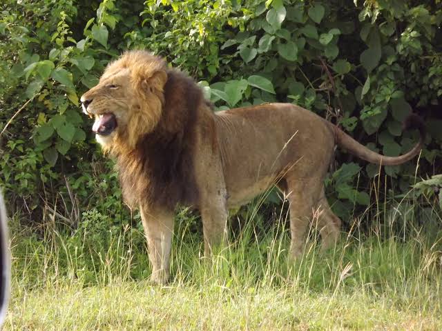 Lion Tracking in Queen Elizabeth National Park: What to Expect
