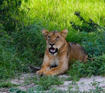 Lion Tracking in Queen Elizabeth National Park: What to Expect