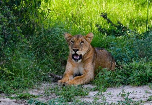 Lion Tracking in Queen Elizabeth National Park: What to Expect