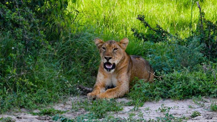 Lion Tracking in Queen Elizabeth National Park: What to Expect