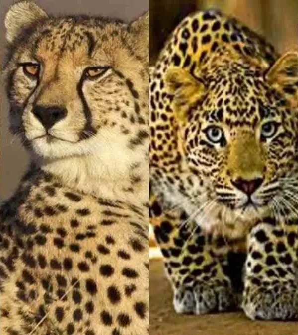 Lion vs Leopard: Key Differences You Should Know