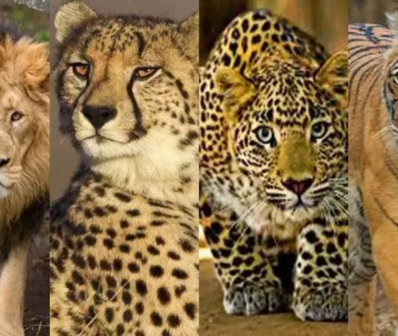 Lion vs Leopard: Key Differences You Should Know