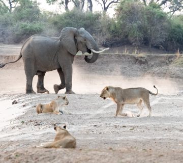 Lions and Elephants: Do They Ever Clash?