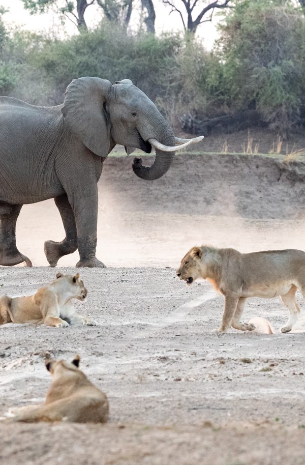Lions and Elephants: Do They Ever Clash?