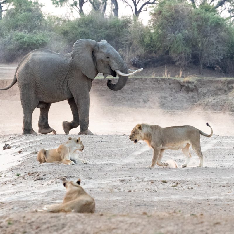 Lions and Elephants: Do They Ever Clash?