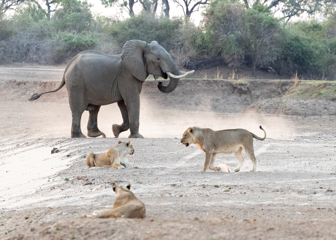 Lions and Elephants: Do They Ever Clash?