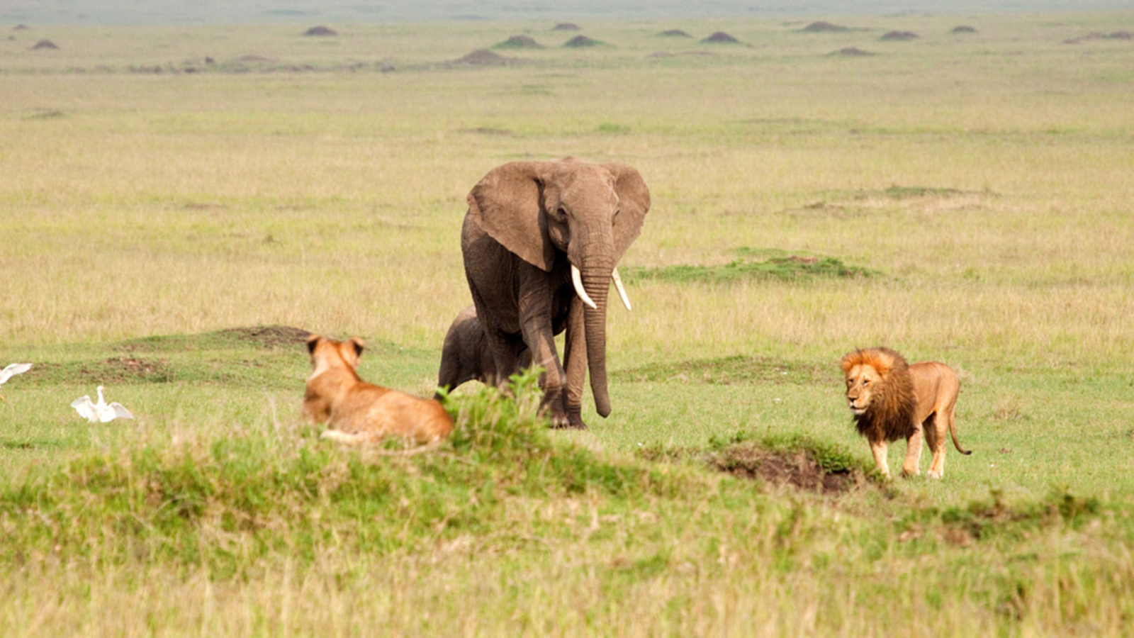 Lions and elephants face off across African savannas, revealing complex wildlife conflicts and survival strategies.