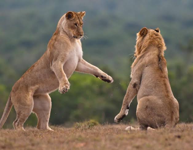 Lions of Murchison Falls National Park