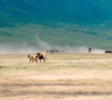 Lions of Ngorongoro Crater