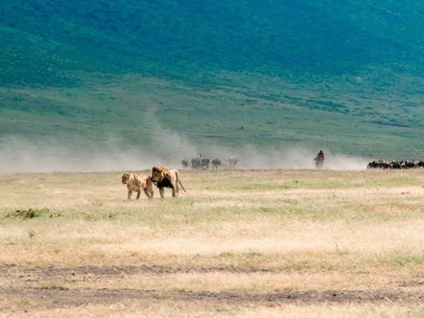 Lions of Ngorongoro Crater