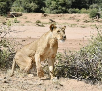 Lions of Samburu National Park