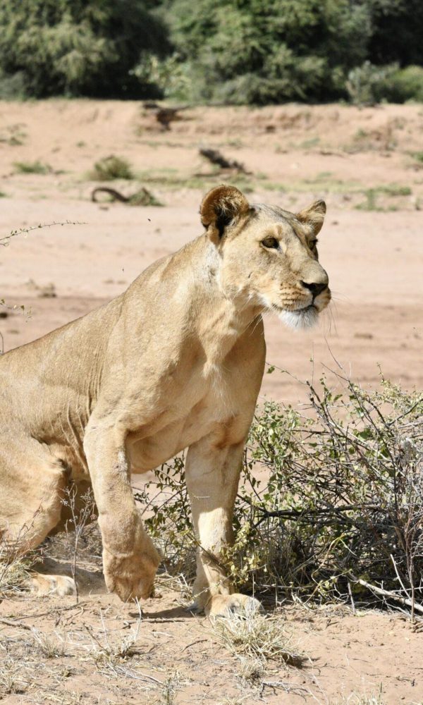 Lions of Samburu National Park