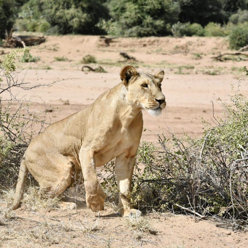 Lions of Samburu National Park