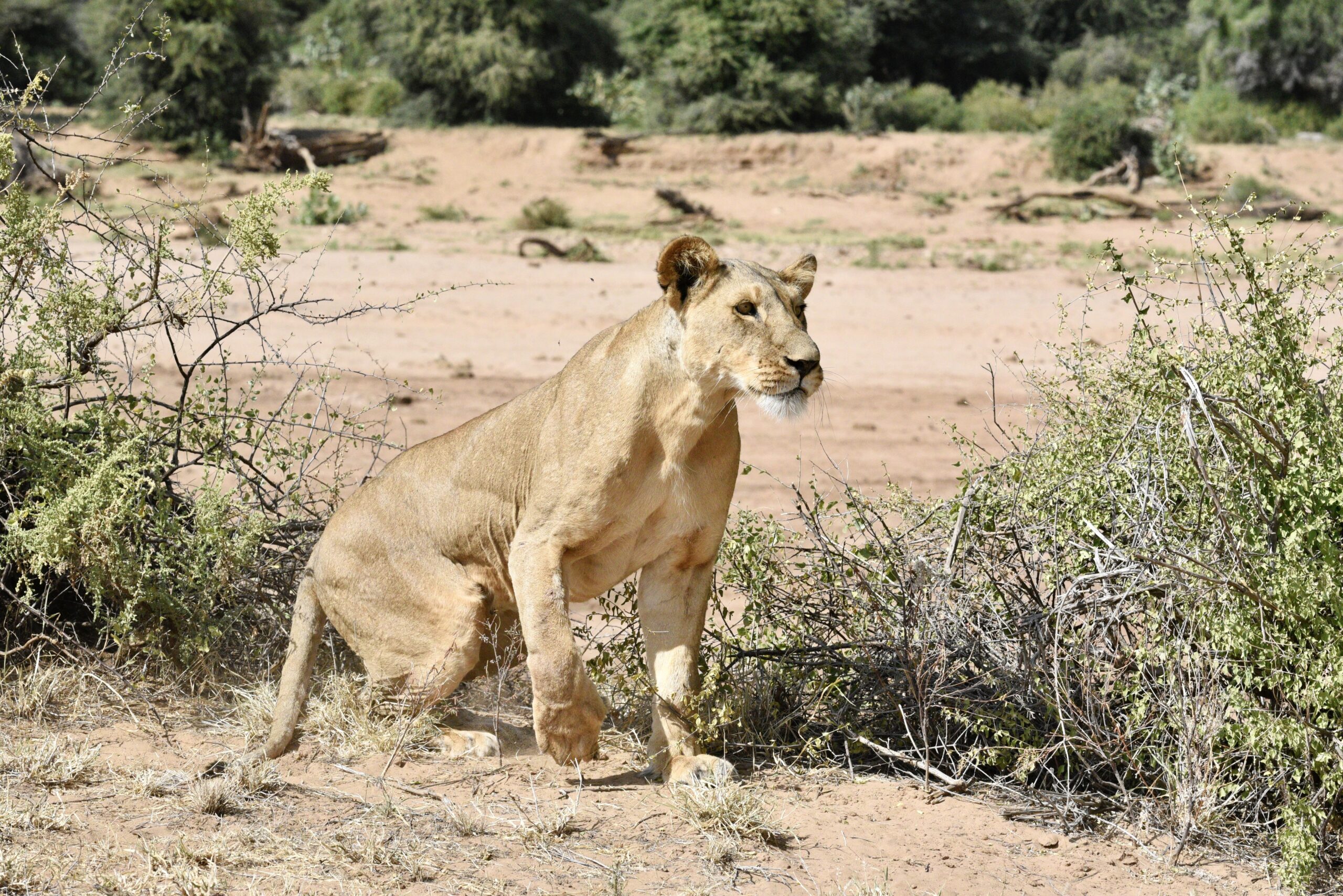 Lions of Samburu National Park