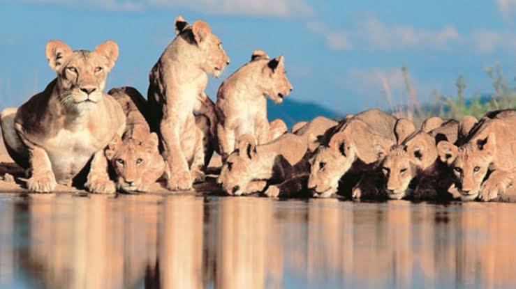 Lions roam Samburu National Park, hunting prey and protecting their pride across Kenya.
