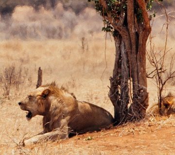 Lions of Tsavo: The Man Eaters of Tsavo Explained