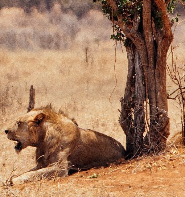 Lions of Tsavo: The Man Eaters of Tsavo Explained