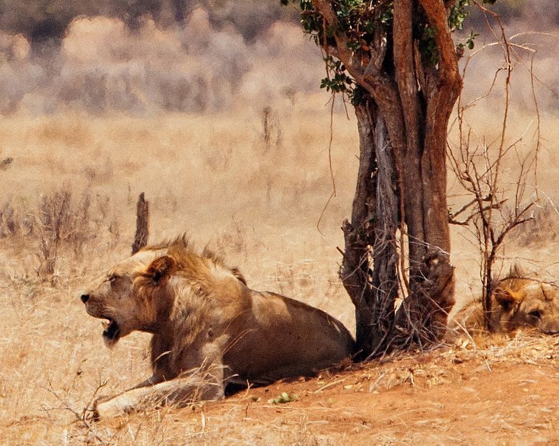 Lions of Tsavo: The Man-Eaters of Tsavo Explained