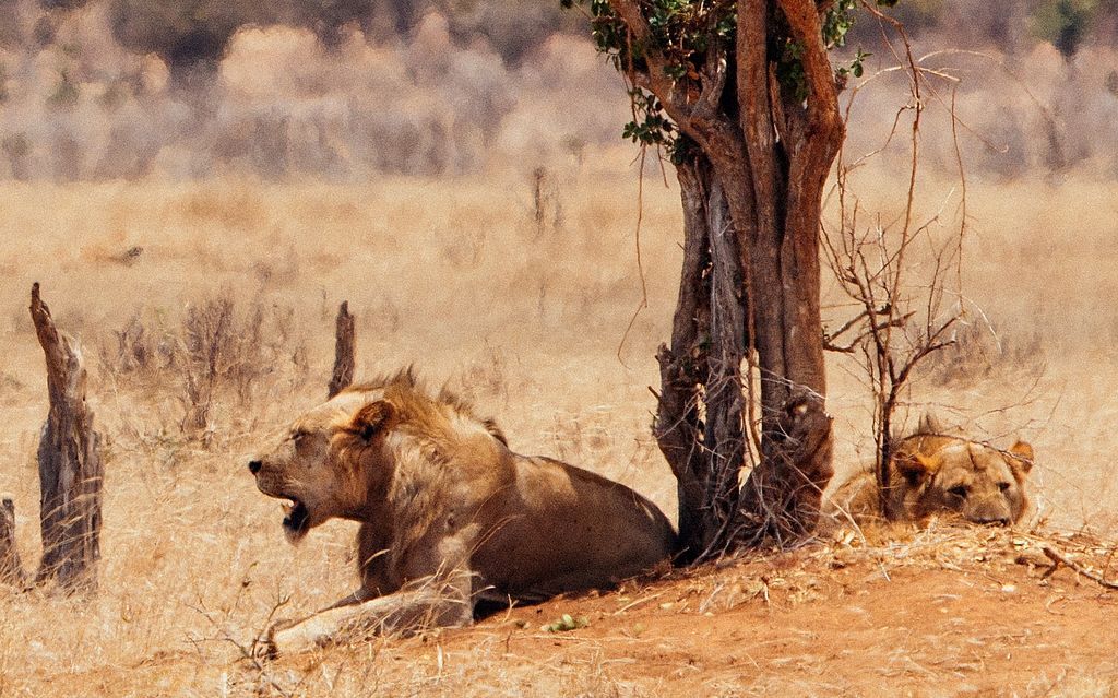 Lions of Tsavo: The Man Eaters of Tsavo Explained