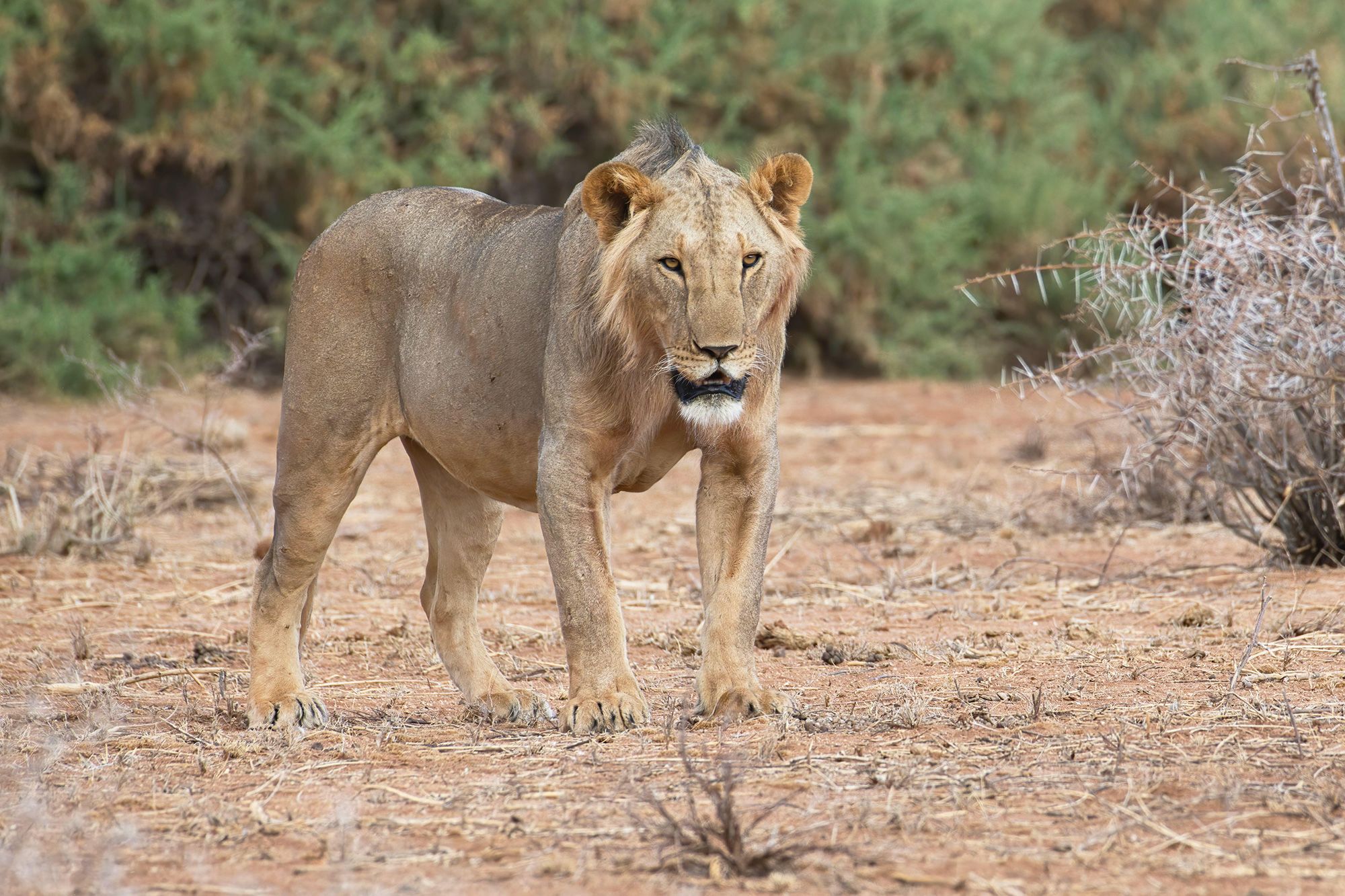 Lions of Tsavo became infamous man-eaters, terrorising railway workers in Kenya during 1898.