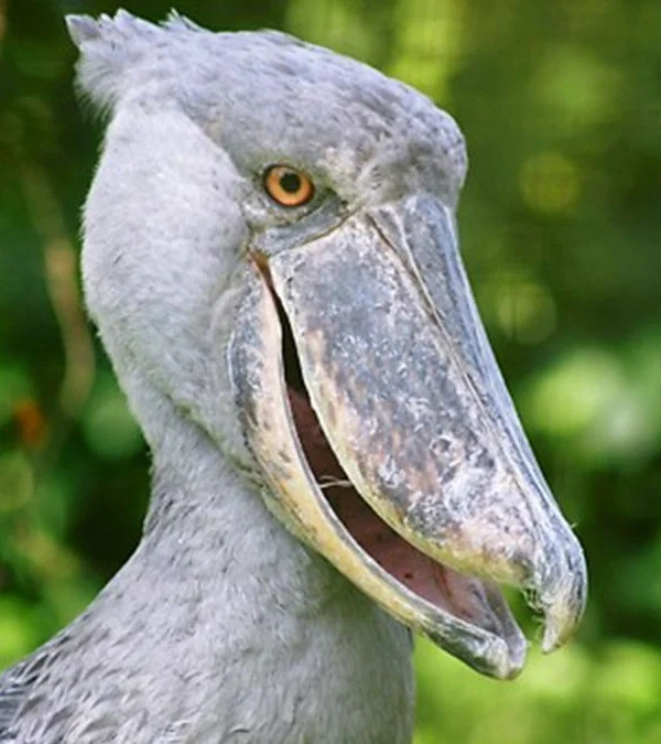 Marabou Storks of Murchison Falls National Park