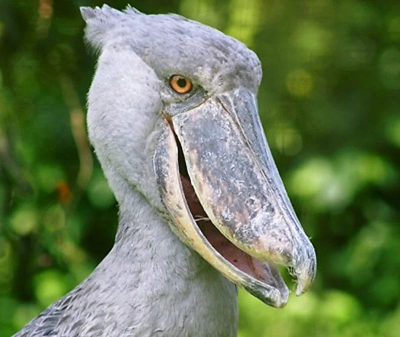 Marabou Storks of Murchison Falls National Park