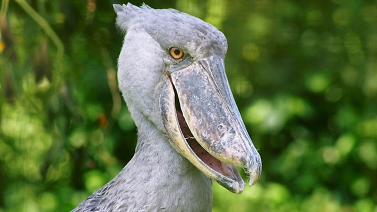 Marabou Storks of Murchison Falls National Park