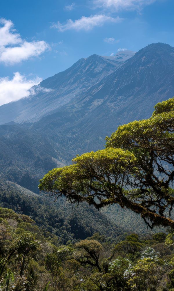 Meru National Park: A Complete Guide