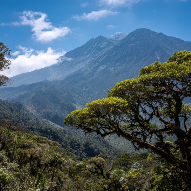 Meru National Park A Complete Guide Meru National Park: A Complete Guide