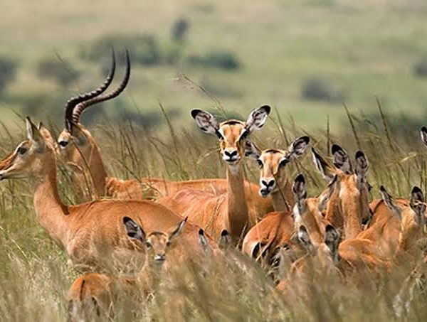 Mikumi National Park: The Easiest Safari From Dar es Salaam