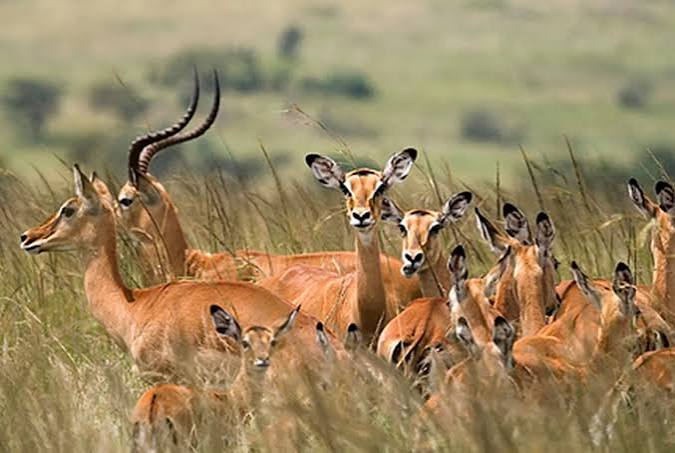 Mikumi National Park Mikumi National Park: The Easiest Safari From Dar es Salaam